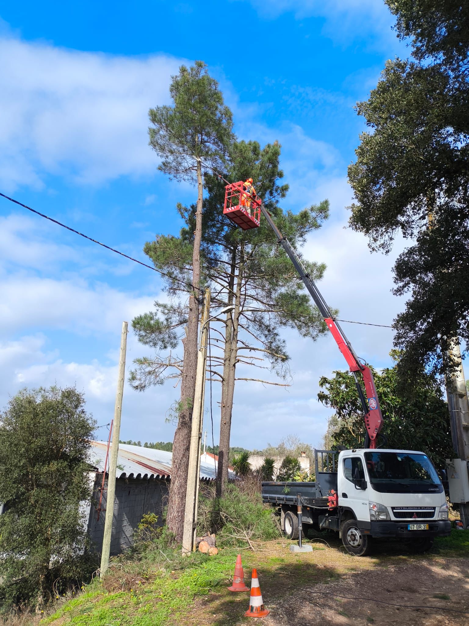 Serviços técnicos de poda e abate de árvores